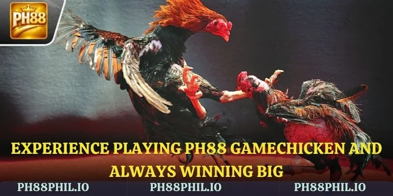 Experience playing PH88 Gamechicken and always winning big