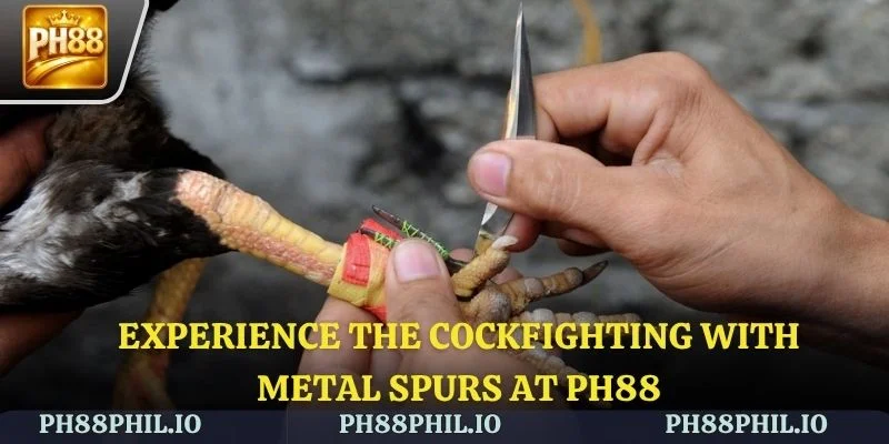 Experience the cockfighting with metal spurs at PH88