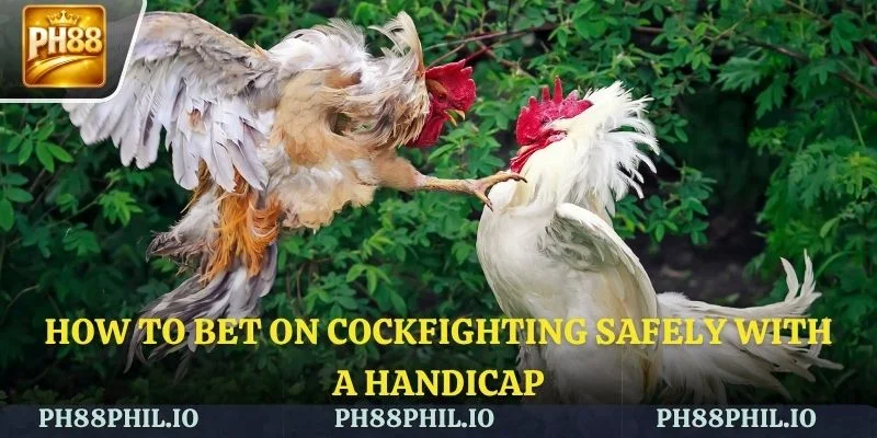Detailed guide on how to place effective bets on Cockfighting with Cash Handicap