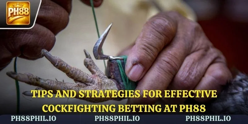 Tips and strategies for effective cockfighting betting at PH88