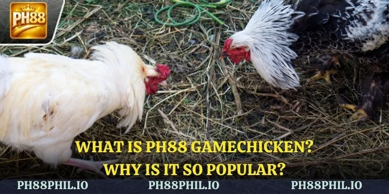 What is PH88 Gamechicken? Why is it so popular?